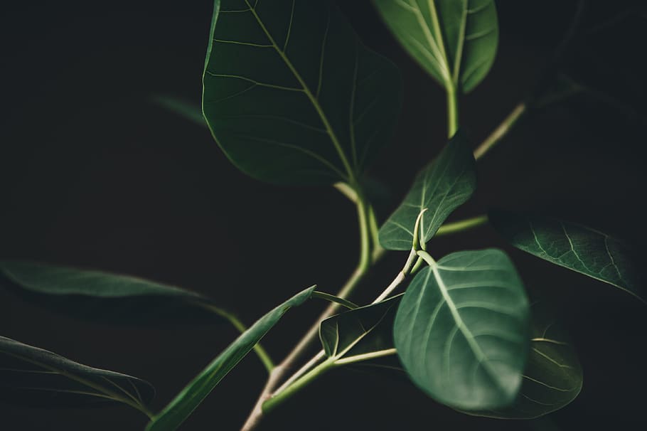 green-leafed plant, plant part, growth, green color, close-up HD wallpaper