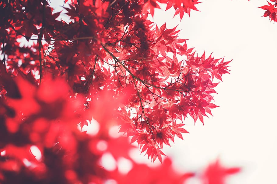 red, leaves, branches, trees, nature, plant, autumn, change HD wallpaper