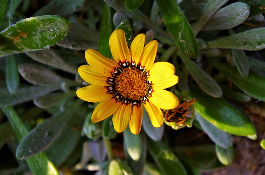 flower, yellow flower, flowering plant, growth, flower head HD wallpaper
