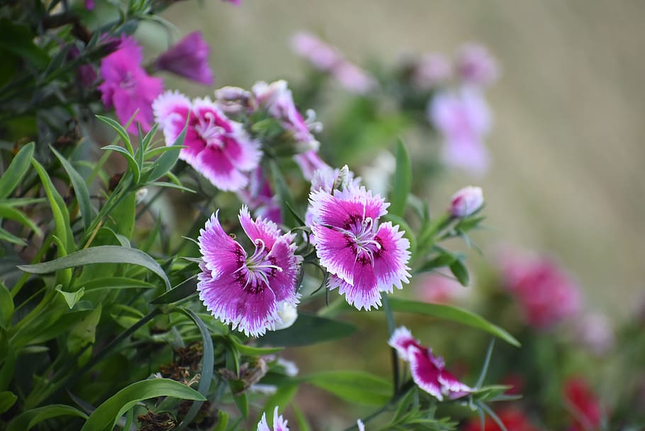 flower, grass land, flowering plant, vulnerability, fragility HD wallpaper