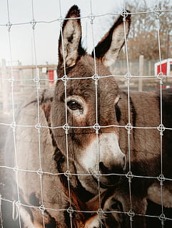 donkey in cage, animal, mammal, lion, wildlife, fence, cart, faded HD wallpaper