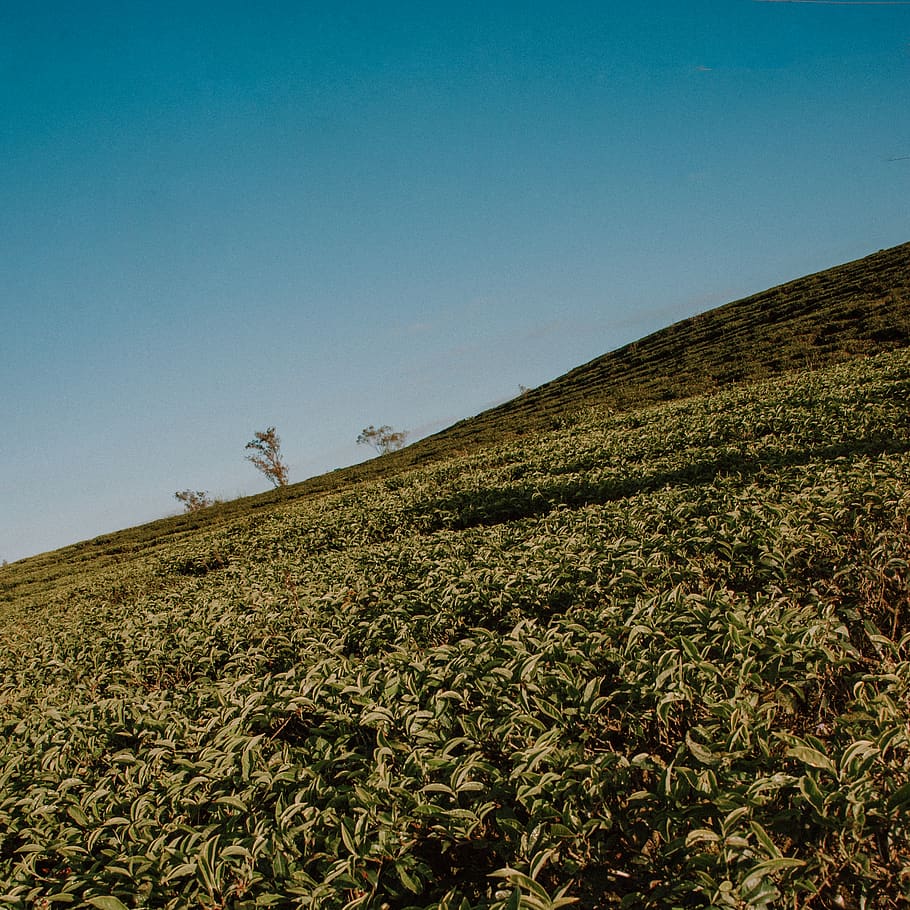 Green Field, cropland, crops, daylight, environment, farm, hill HD wallpaper
