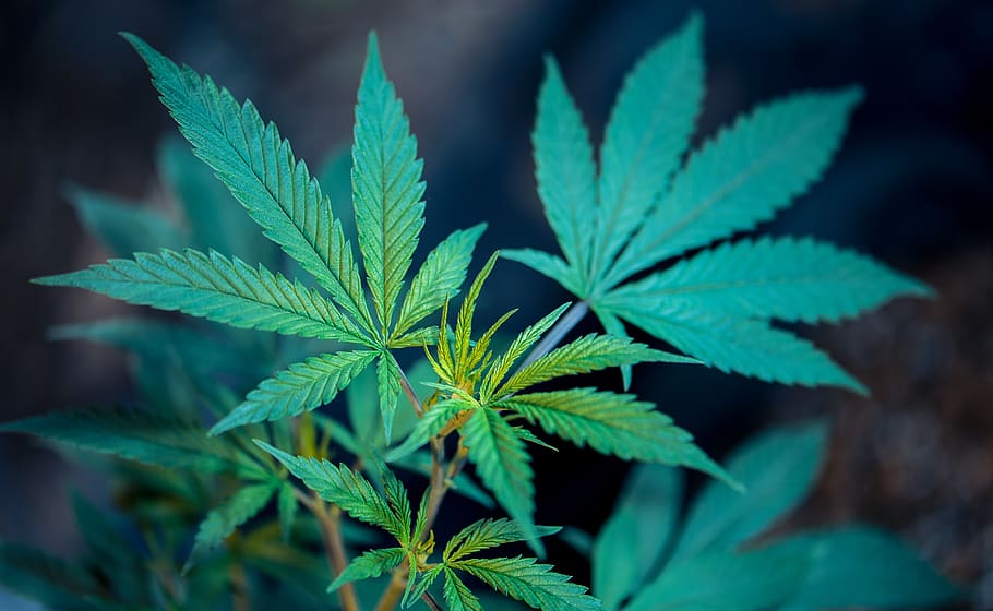 green plant, leaf, plant part, marijuana - herbal cannabis, cannabis plant, HD wallpaper