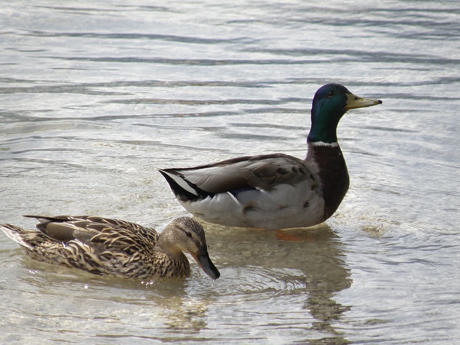 ducks, nature, lake, lakeside, beak, animals, birds, animal wildlife HD wallpaper