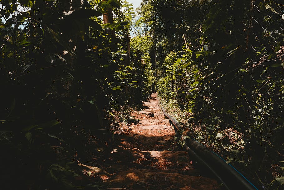 india, yercaud, path, forest, nature, tree, plant, growth, land HD wallpaper