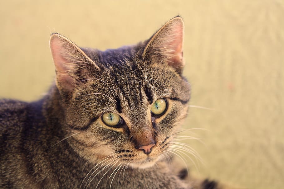 cat, animal, pet, kitten, fluffy, tabby, feline, animal themes HD wallpaper