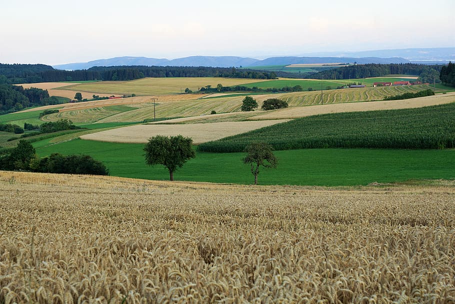 grain, field, bread, summer, hegau, germany, switzerland, lake constance HD wallpaper