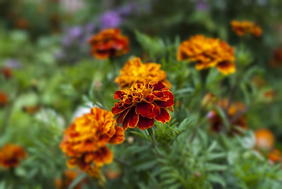 thinking, nature, flower, garden, petals, flowering plant, beauty in nature HD wallpaper