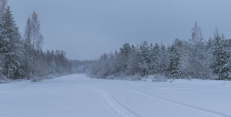 Landscape Photography of Snowfield, cold, daylight, fog, forest HD wallpaper