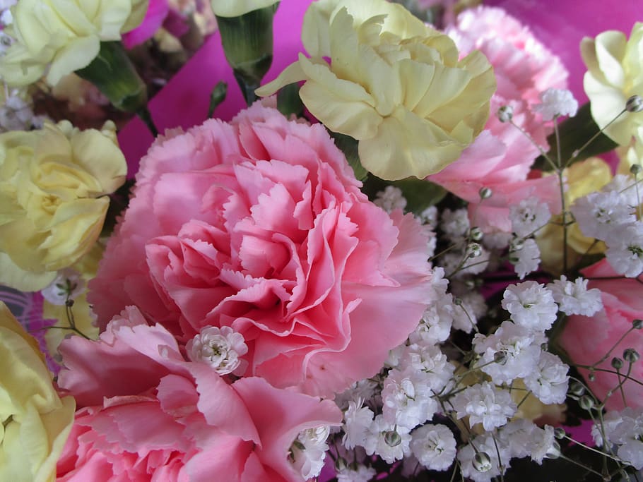 carnation, flower, pink, flowering plant, beauty in nature HD wallpaper