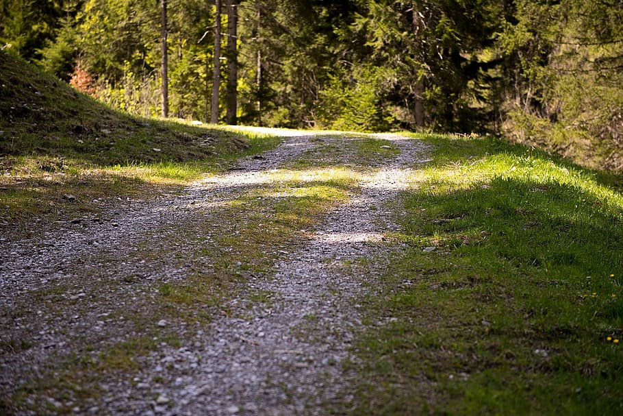 path, pathway, jungle, forest, wild, green, plant, the way forward HD wallpaper