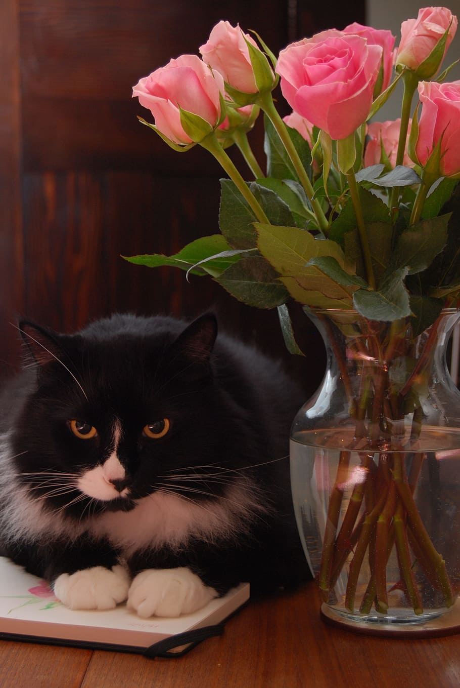 cat, animal, pot, pose, flower, fresh, loyal, domestic cat HD wallpaper