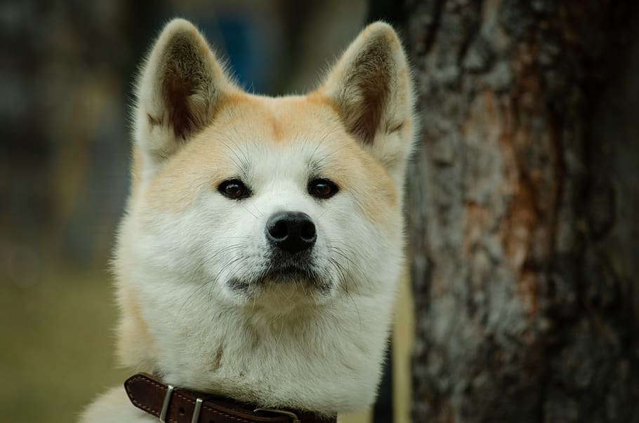 dog, shepherd, animals, pet, one animal, animal themes, mammal HD wallpaper