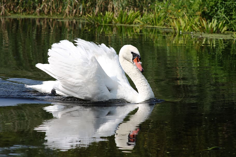 swan, lake, white, water, animal wildlife, bird, animals in the wild HD wallpaper