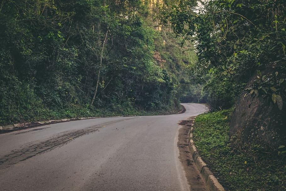 gray asphalt road in between leafed trees, the way forward, direction HD wallpaper