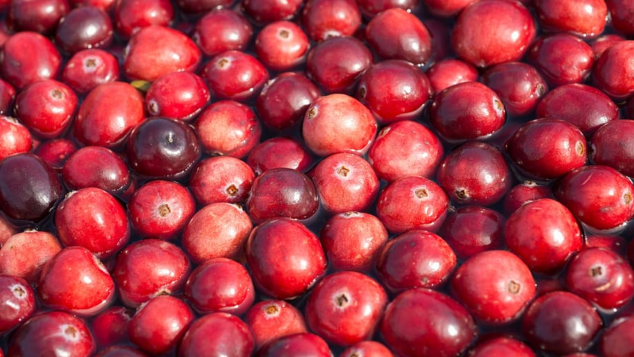 cranberries, harvest, floating, cranberry, red, fruit, ripe HD wallpaper