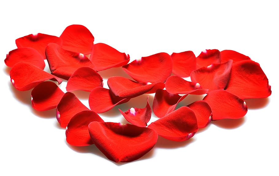 flower, fresh, gift, isolated, petals, photo, red, romance HD wallpaper