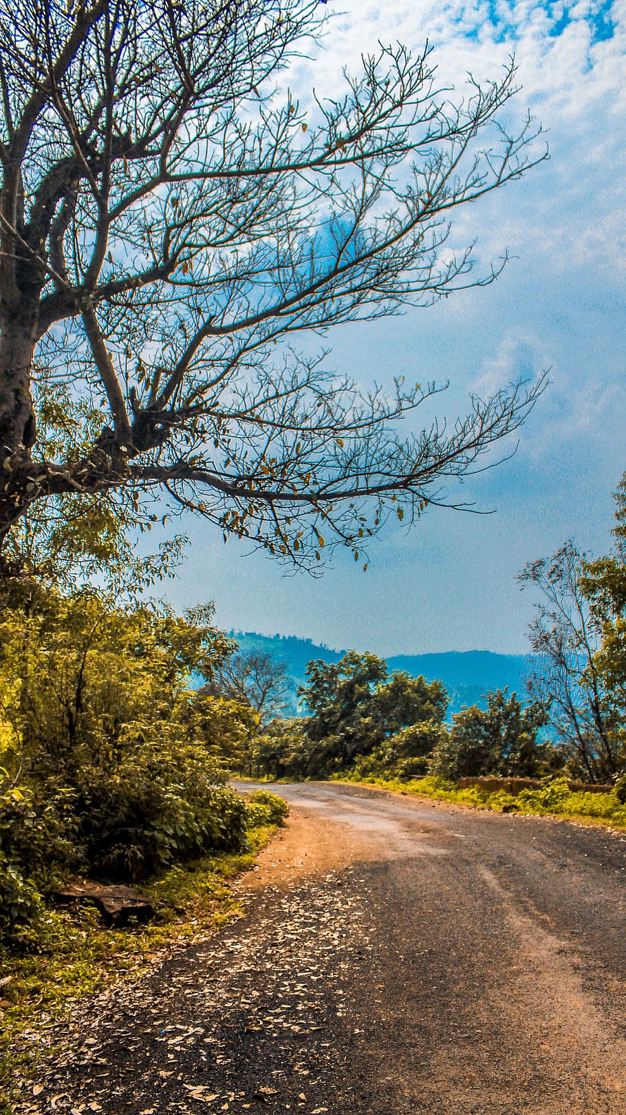 india, wilson hills (hill station), tress, leaves, roads, forest