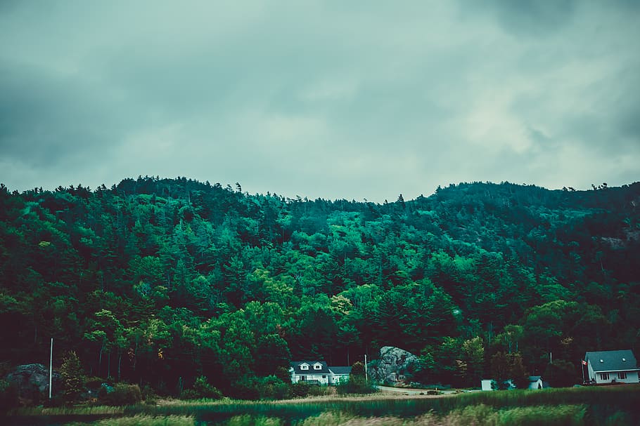 trees, forest, green, nature, sky, highway, plant, cloud - sky HD wallpaper