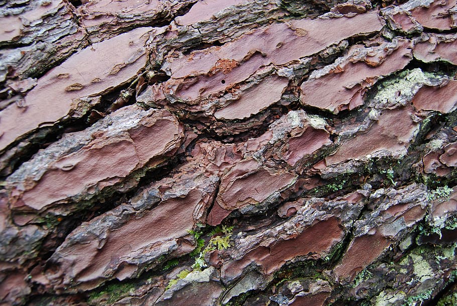 bark, full frame, backgrounds, textured, close-up, no people HD wallpaper