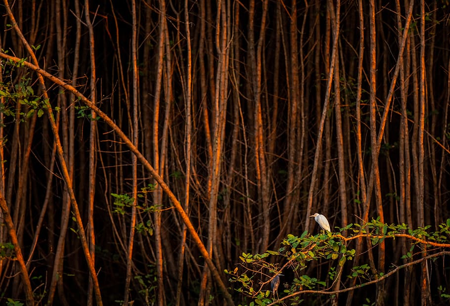 white bird perched on tree, plant, night, forest, nature, no people HD wallpaper