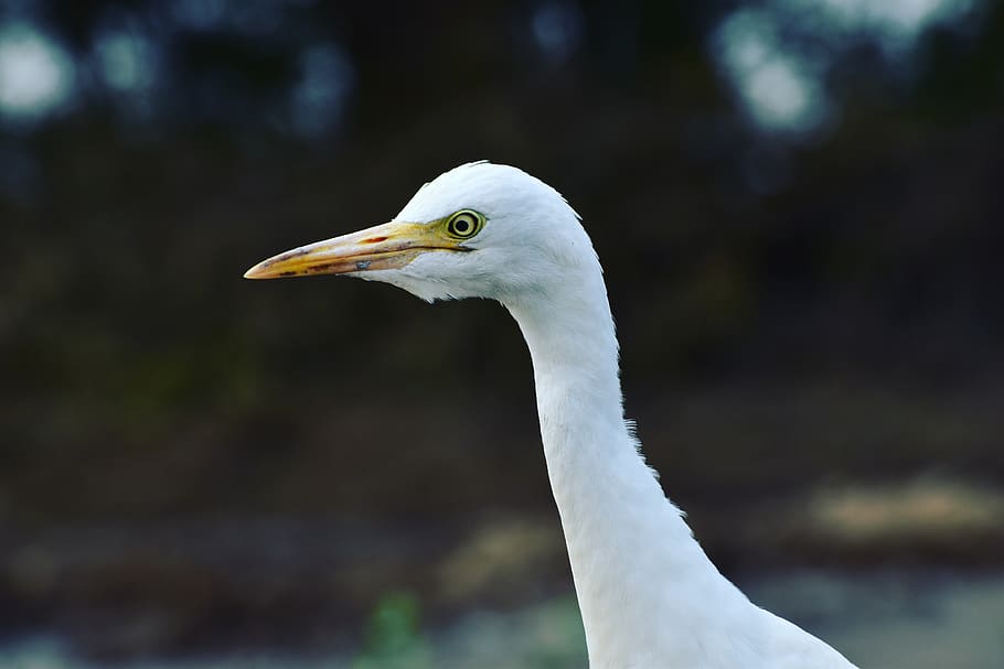 Close-Up Photo of Great Egret, animal, animal photography, blur, HD wallpaper