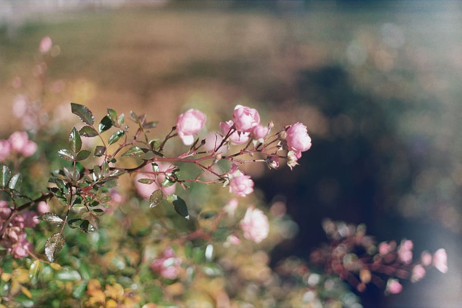 pink-petaled flowers, plant, blossom, spring, film photography HD wallpaper