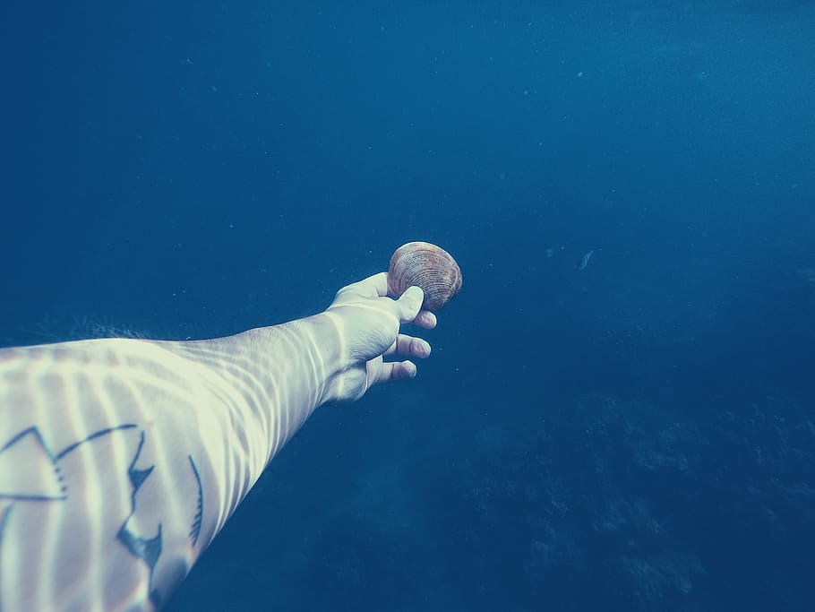 thailand, phi phi islands, blue, shell, tattoo, ocean, sea HD wallpaper