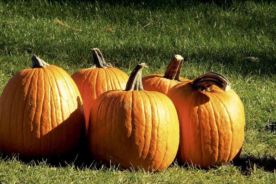 pumpkins, squash, orange, sunlight, halloween, autumn, harvest HD wallpaper
