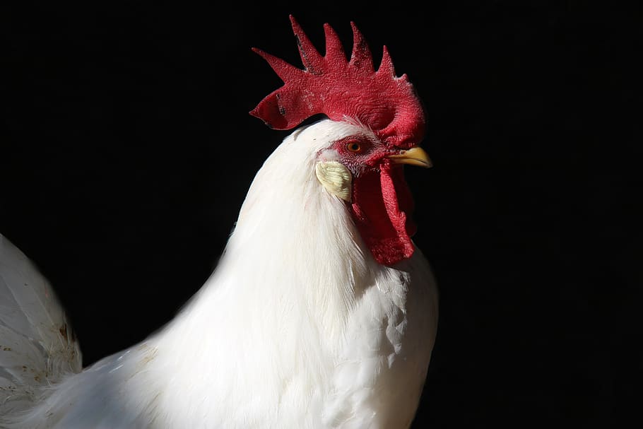 rooster, farm, chicken, feather, bird, animal, poultry, livestock HD wallpaper