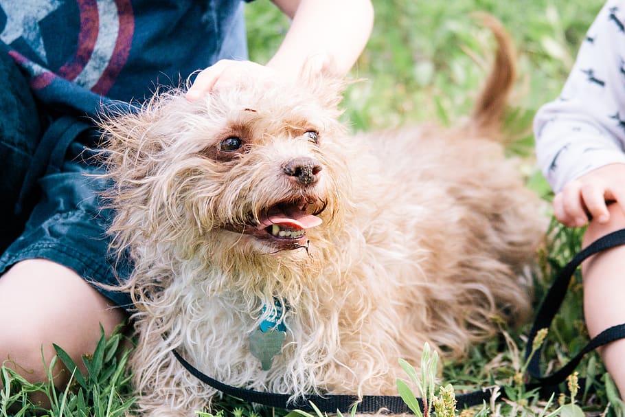 united states, denton, terrier, kids, walking dog, puppy, grass