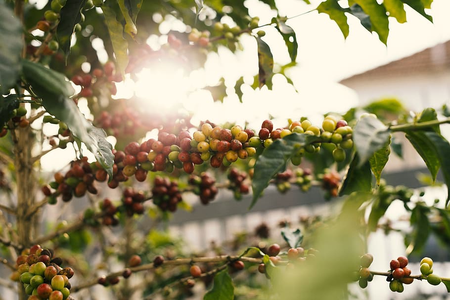 Red and Yellow Coffee Berries on Branch, blur, cherry, coffee plant, HD wallpaper