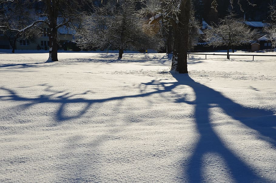 winter, tree, snow, cold, cold temperature, shadow, plant, nature HD wallpaper
