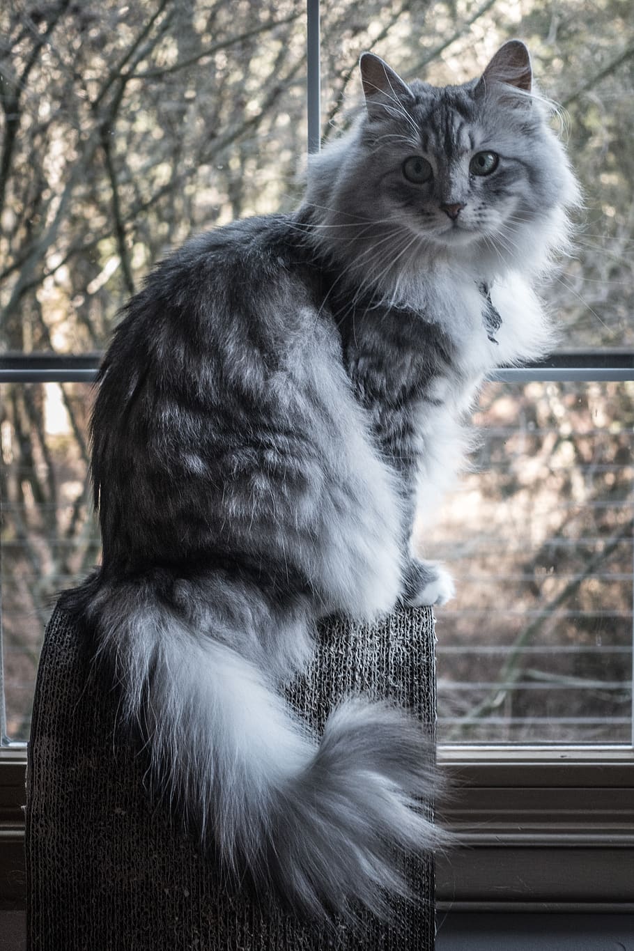 gray siberian forest cat