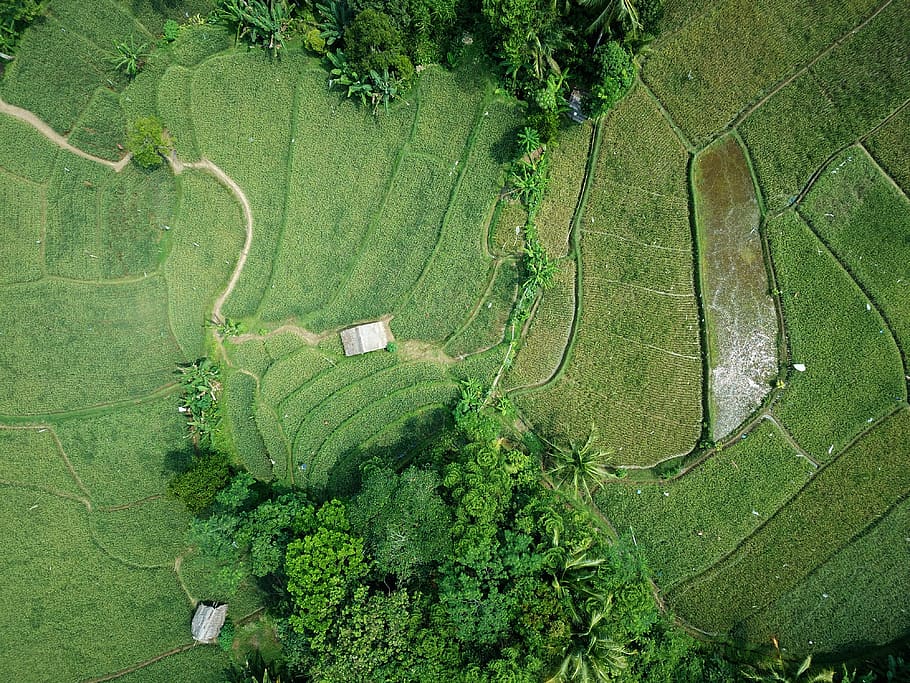 Aerial Photography of Green Field, bird's eye view, colors, cropland, HD wallpaper