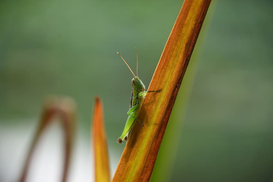 grasshopper, green, insect, biological, animal, summer, invertebrate HD wallpaper