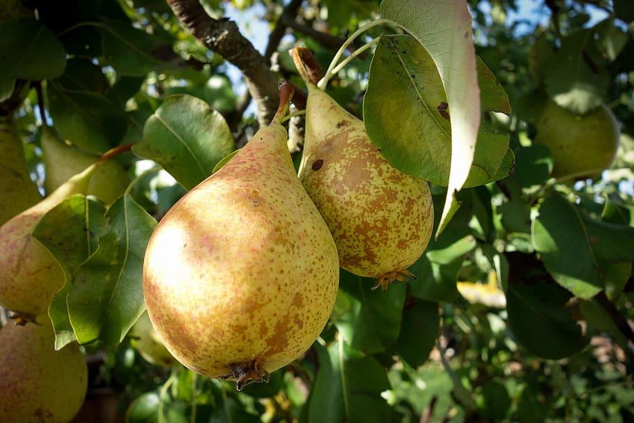 pears, fruit tree, healthy, vitamins, fruits, nature, eat, delicious HD wallpaper