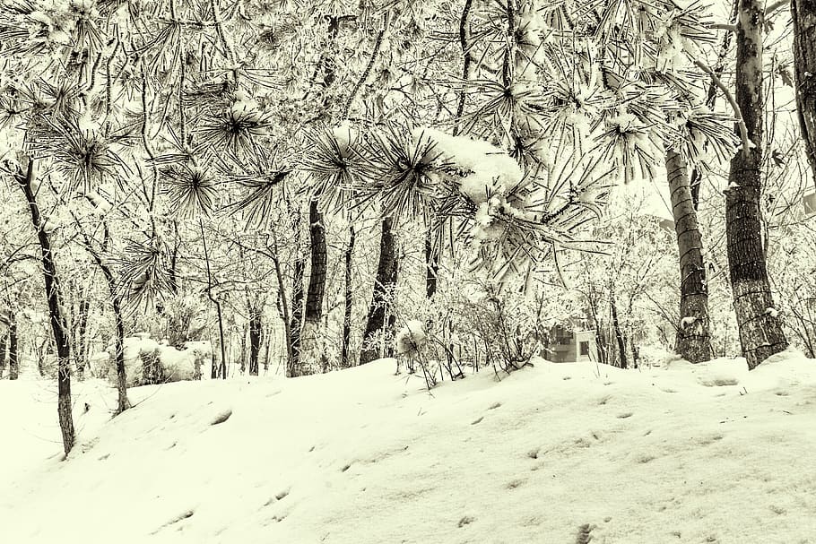 cold, snow, winter, forest, trees, cold temperature, plant HD wallpaper