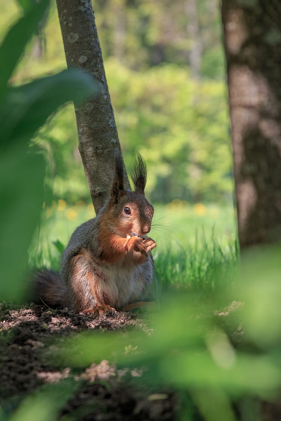 squirrel, rodent, cute, nature, furry, animals, forests, wild HD wallpaper
