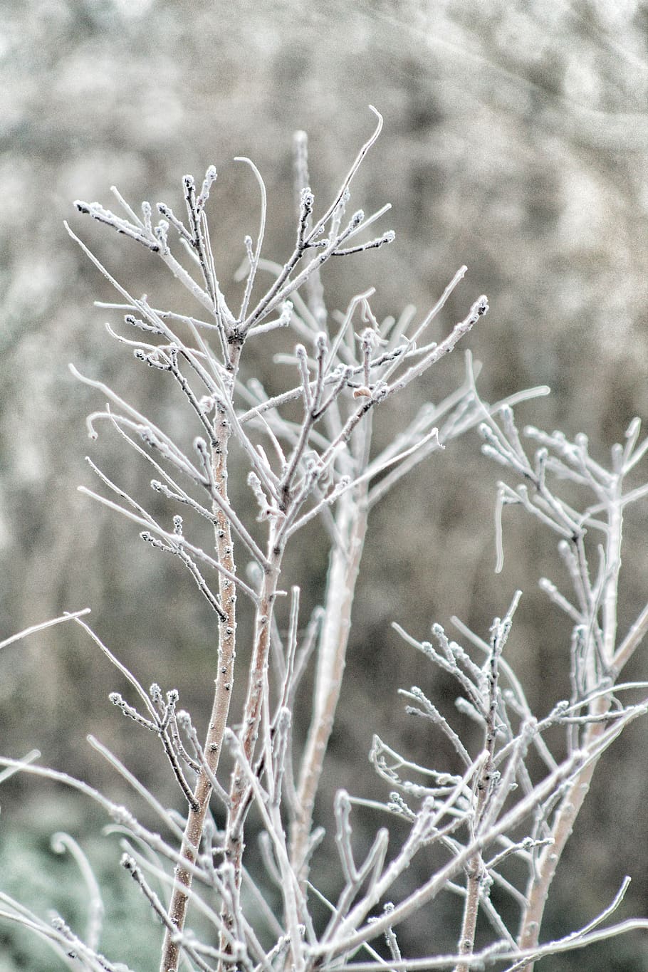 winter, november, december, white, forest, plants, cold temperature HD wallpaper
