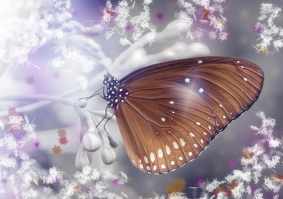 butterfly, edit, nature, insect, wild, butterfly - insect, beauty in nature HD wallpaper