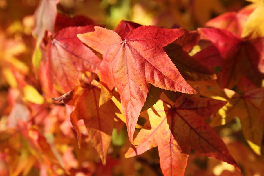 maple, leaf, fall, color, colorful, foliage, red, orange, tree HD wallpaper