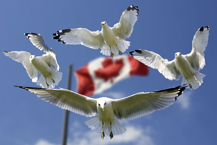 4 Birds Flying in Mid Air With Flag of Canada Behind during Daytime HD wallpaper