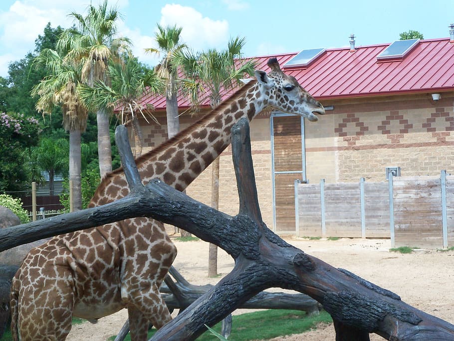 giraffe, zoo, tree, plant, built structure, architecture, building exterior HD wallpaper