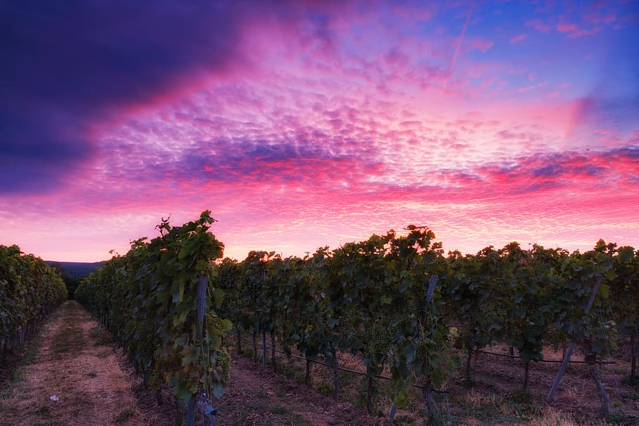 afterglow, sunset, sky, clouds, mood, grapes, vines, vines stock, HD wallpaper