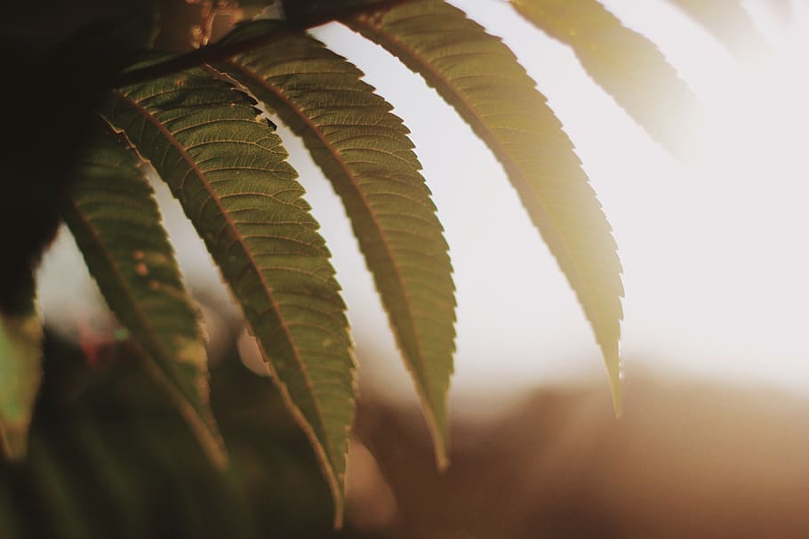 green leaves, leaf, plant, animal, reptile, snake, island lake HD wallpaper