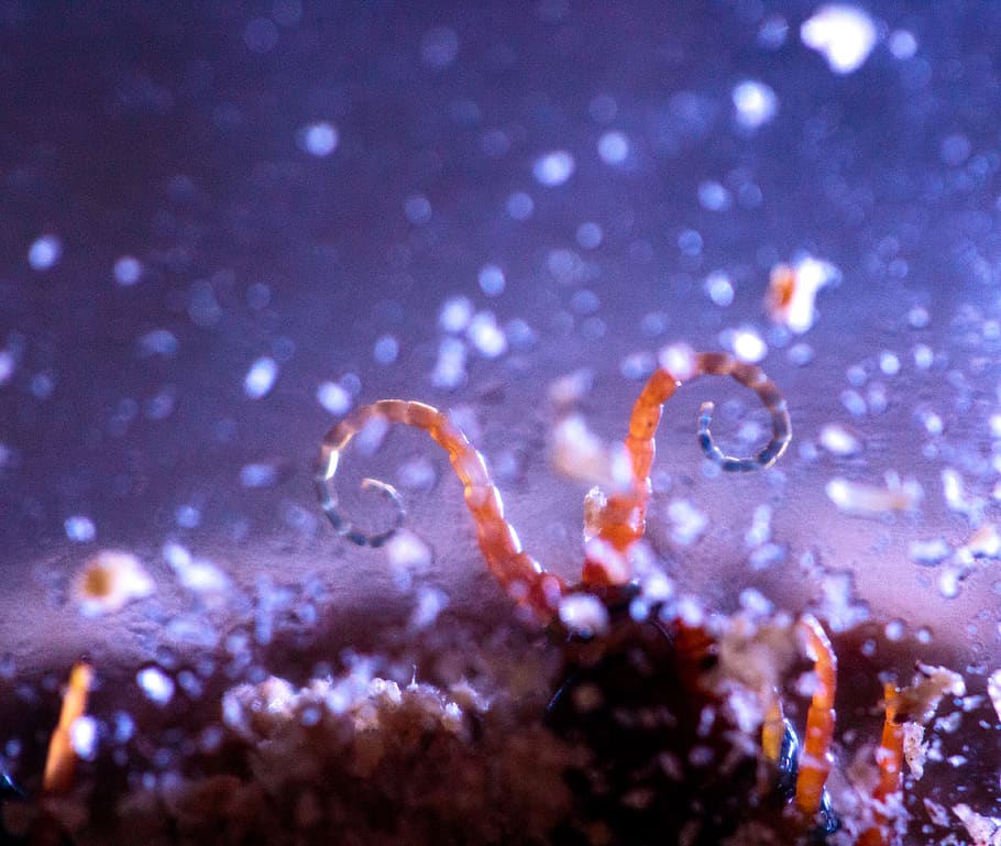 scolopendra, centipede, sea, animal themes, animal wildlife HD wallpaper