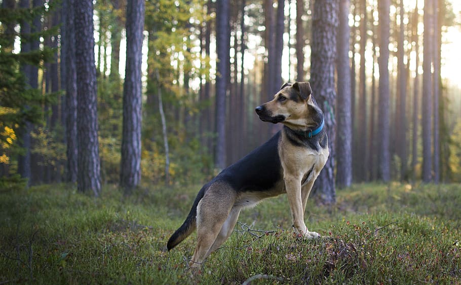 forest, dog, nature, trees, outdoor, landscape, animal, treking HD wallpaper