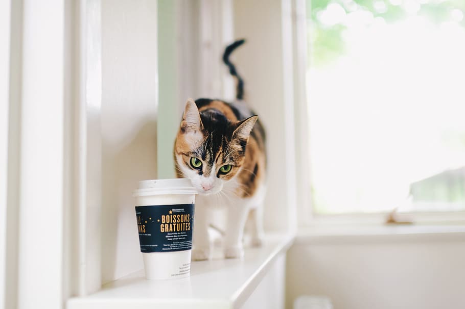 selective focus photography of calico cat and disposable cup indoors HD wallpaper