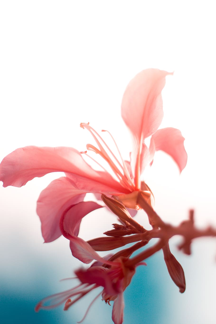 nature, pink, flower, flowering plant, petal, vulnerability HD wallpaper
